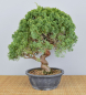 Preview: Bonsai Outdoor, Chinesischer Wacholder (Juniperus chinensis) Prebonsai
